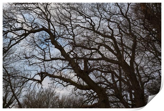 Tree against Sky Print by Tom McPherson