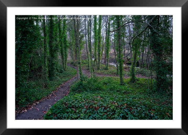 Ivy Wood Framed Mounted Print by Tom McPherson
