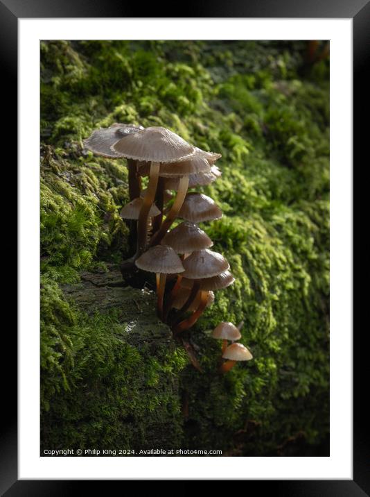 Fungi at Burnham Beeches Framed Mounted Print by Philip King