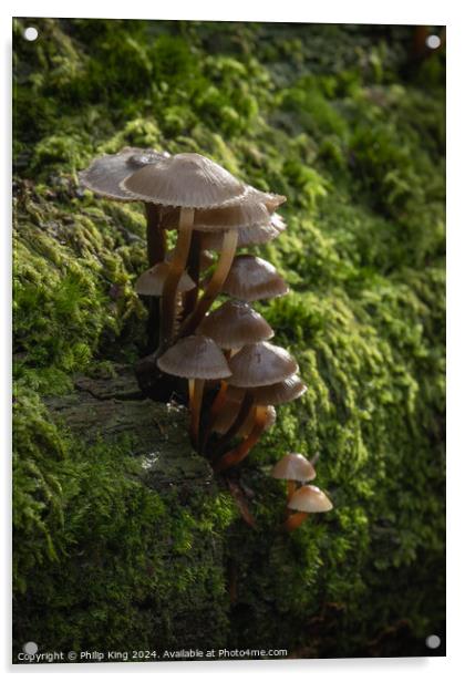 Fungi at Burnham Beeches Acrylic by Philip King