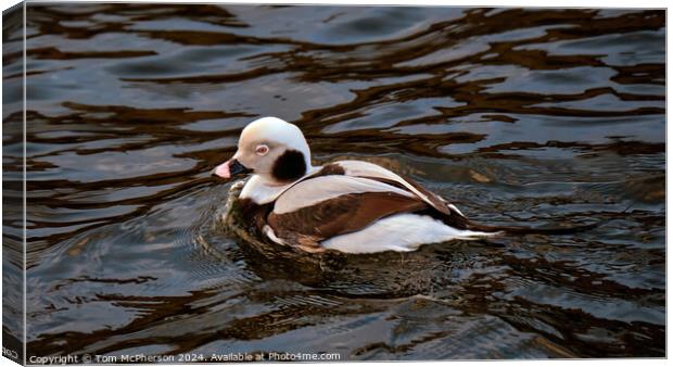 Long-Tailed Duck Canvas Print by Tom McPherson