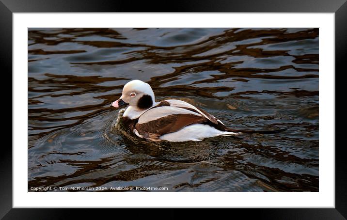 Long-Tailed Duck Framed Mounted Print by Tom McPherson