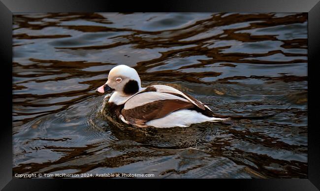 Long-Tailed Duck Framed Print by Tom McPherson