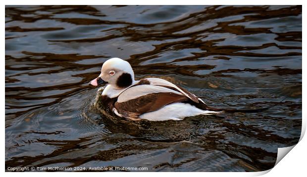 Long-Tailed Duck Print by Tom McPherson