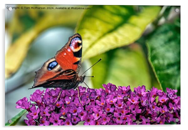 Peacock Butterfly Acrylic by Tom McPherson