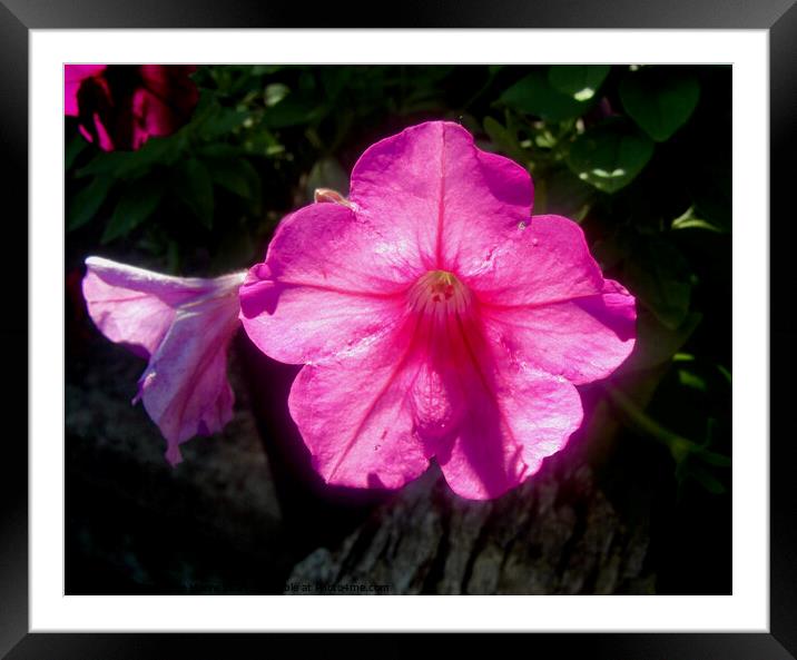Sunlit pink flower Framed Mounted Print by Stephanie Moore