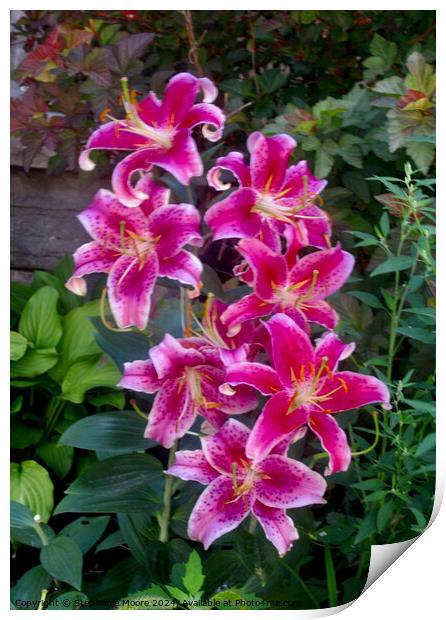 Stargazer Lilies Print by Stephanie Moore