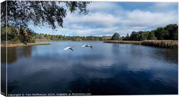 Pair of Swans on Loch of Blairs Canvas Print by Tom McPherson