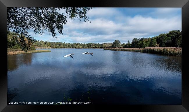 Pair of Swans on Loch of Blairs Framed Print by Tom McPherson