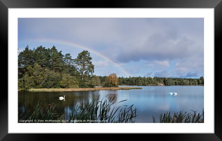 Swans on Loch of Blairs. Framed Mounted Print by Tom McPherson