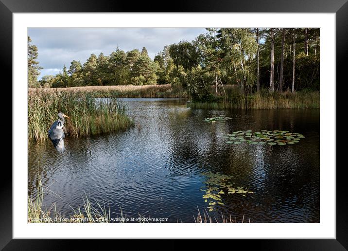 Grey Heron at Loch of Blairs Framed Mounted Print by Tom McPherson