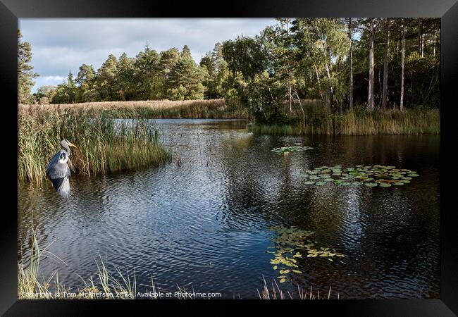 Grey Heron at Loch of Blairs Framed Print by Tom McPherson