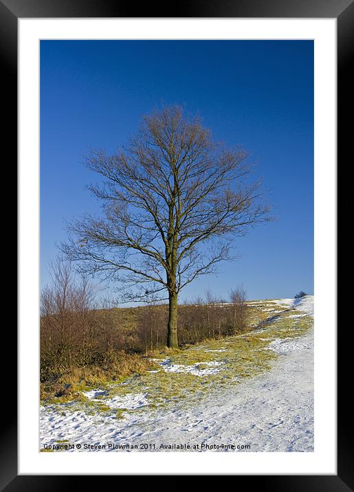Lone tree blue sky Framed Mounted Print by Steven Plowman