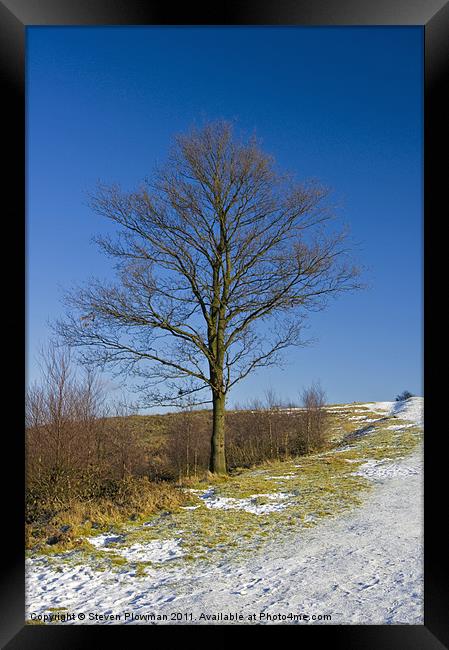 Lone tree blue sky Framed Print by Steven Plowman