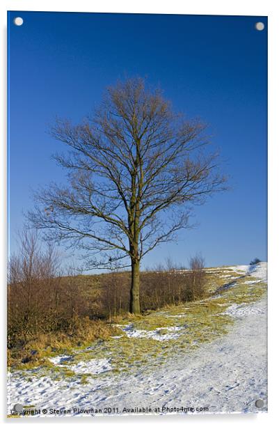 Lone tree blue sky Acrylic by Steven Plowman