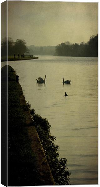 swan morning Canvas Print by Heather Newton