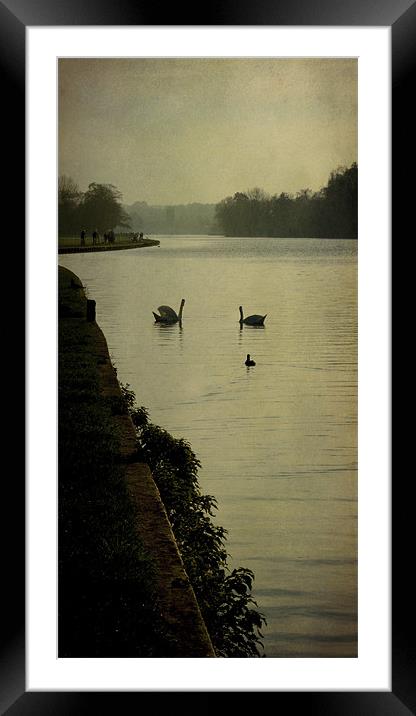 swan morning Framed Mounted Print by Heather Newton