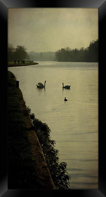 swan morning Framed Print by Heather Newton