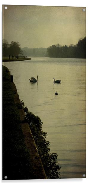 swan morning Acrylic by Heather Newton