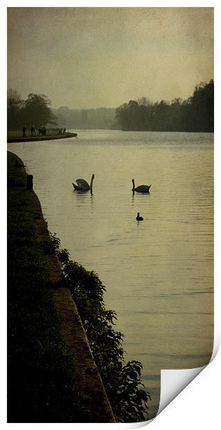 swan morning Print by Heather Newton