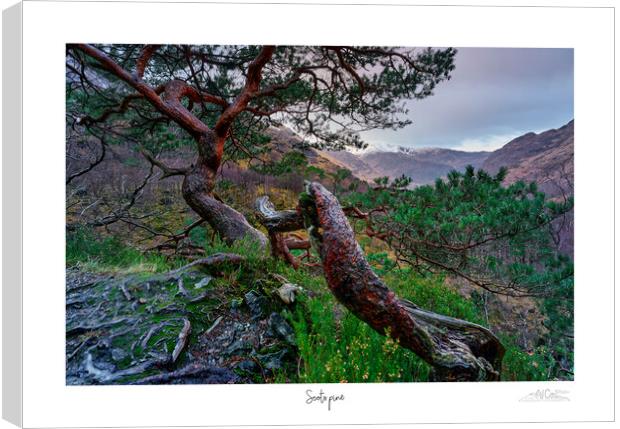  Scots pine Canvas Print by JC studios LRPS ARPS