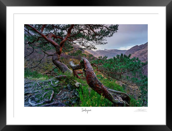  Scots pine Framed Mounted Print by JC studios LRPS ARPS