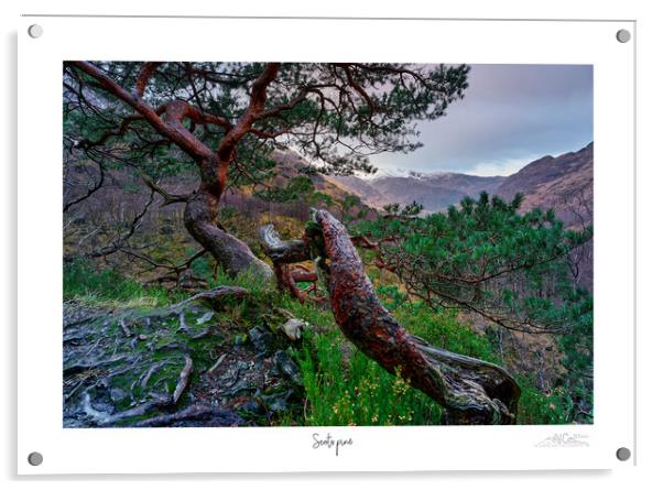  Scots pine Acrylic by JC studios LRPS ARPS