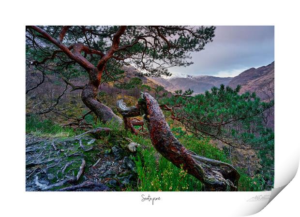  Scots pine Print by JC studios LRPS ARPS