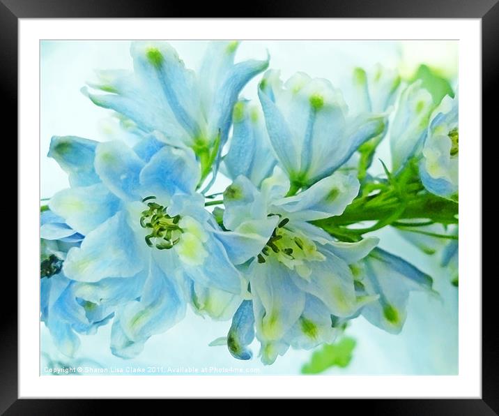 Delphiniums Framed Mounted Print by Sharon Lisa Clarke