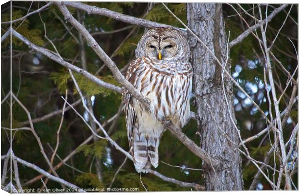 Watchful Eye of the Barred Owl Canvas Print by Ken Oliver