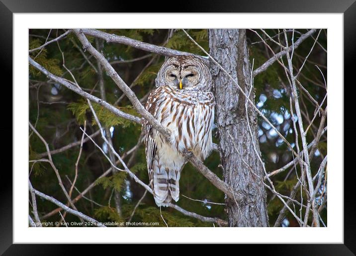Watchful Eye of the Barred Owl Framed Mounted Print by Ken Oliver