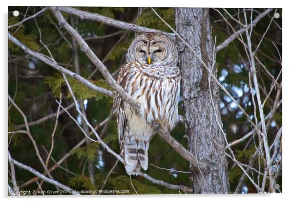 Watchful Eye of the Barred Owl Acrylic by Ken Oliver