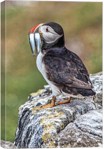 Puffin on May Isle Canvas Print by Andy Anderson