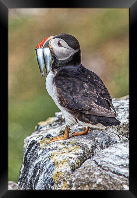 Puffin on May Isle Framed Print by Andy Anderson
