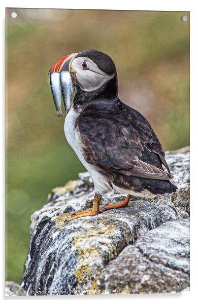 Puffin on May Isle Acrylic by Andy Anderson