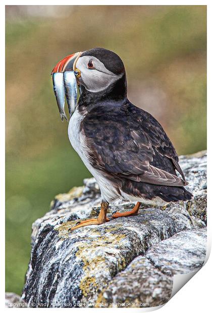 Puffin on May Isle Print by Andy Anderson