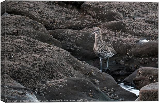 Curlew on the Rocks Canvas Print by Tom McPherson