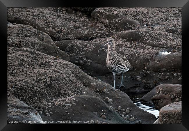 Curlew on the Rocks Framed Print by Tom McPherson