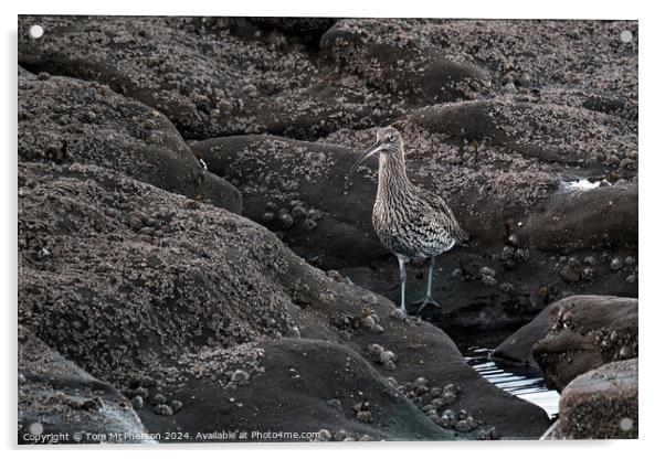 Curlew on the Rocks Acrylic by Tom McPherson