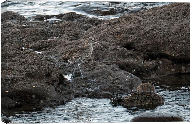 Curlew at Burghead Canvas Print by Tom McPherson
