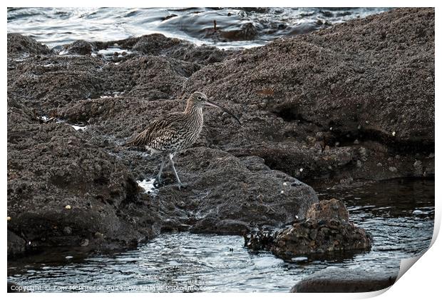Curlew at Burghead Print by Tom McPherson