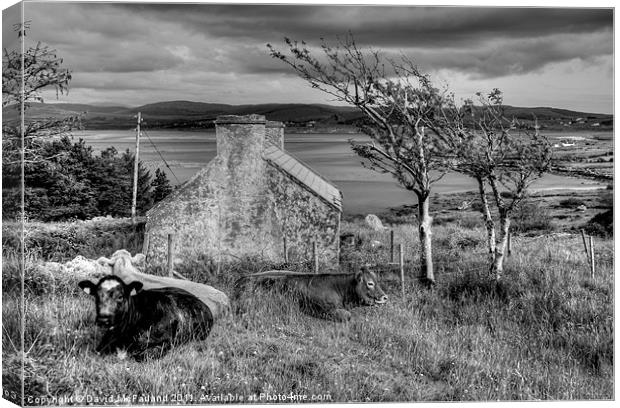 Harsh life in Donegal Canvas Print by David McFarland