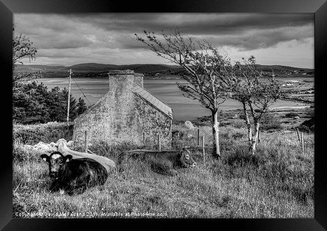Harsh life in Donegal Framed Print by David McFarland