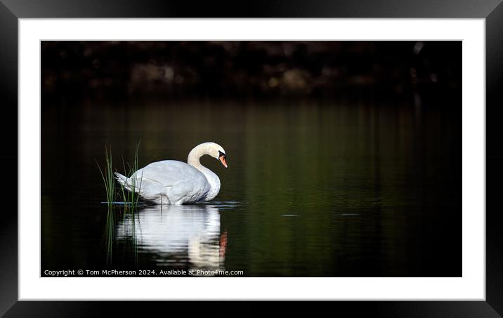 Beautiful swan on Loch Framed Mounted Print by Tom McPherson