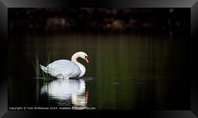 Beautiful swan on Loch Framed Print by Tom McPherson