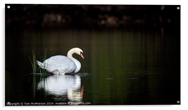 Beautiful swan on Loch Acrylic by Tom McPherson