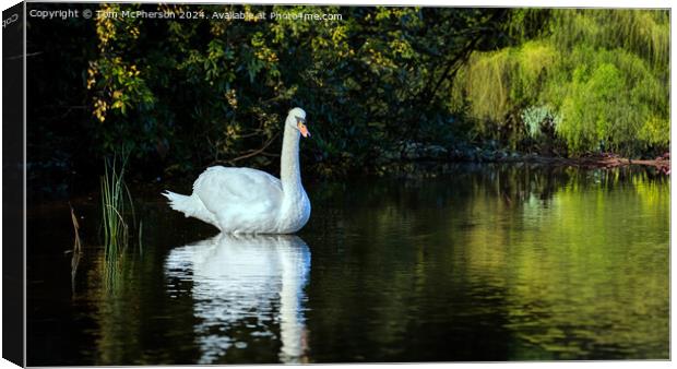 Swan on Loch of Blairs Canvas Print by Tom McPherson