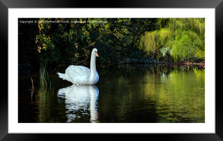 Swan on Loch of Blairs Framed Mounted Print by Tom McPherson
