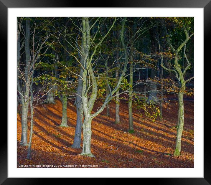 Woodland Walk Autumn Winter Beech Tree Woods Framed Mounted Print by OBT imaging