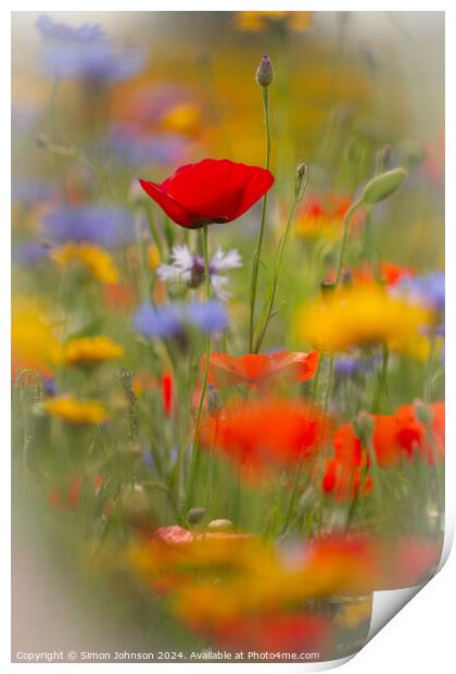 Poppy and meadow flowers  Print by Simon Johnson